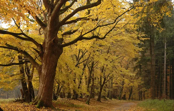 Forest, leaves, trees, Autumn, yellow, forest Park