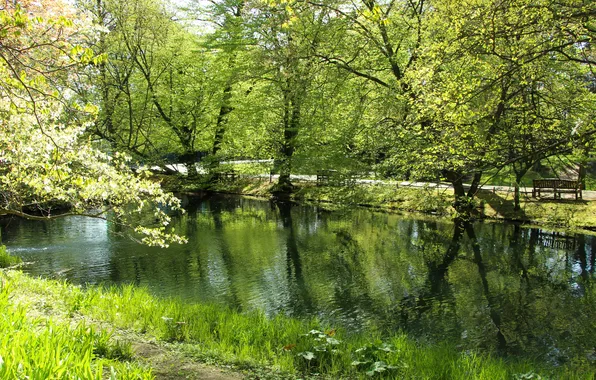 Green, water, park, lake, spring, pond
