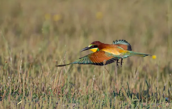 Bird, flies, cheloeka