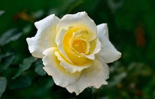 Picture flower, drops, Rosa, rose, petals