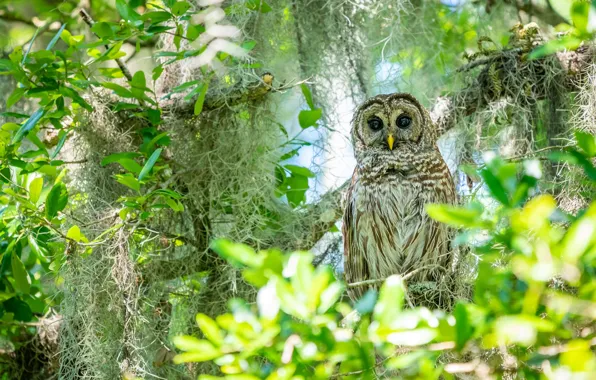 Picture greens, look, leaves, light, branches, thickets, owl, vegetation