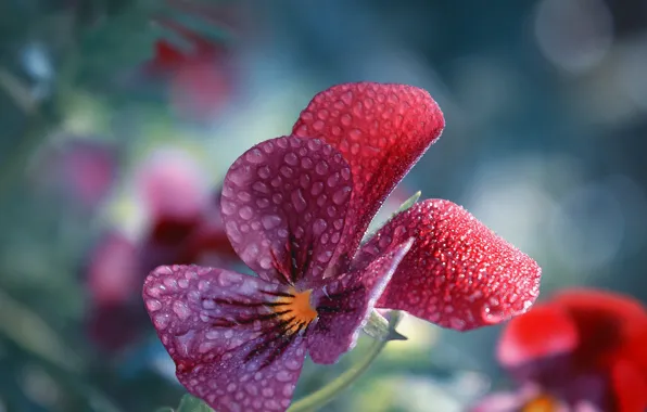 Flower, drops, macro, red, background, Pansy, bokeh, viola
