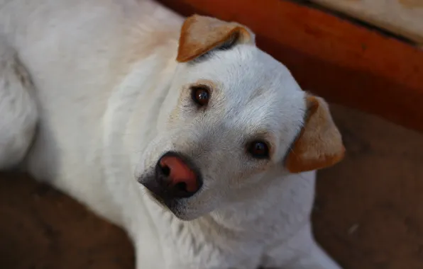 Picture animal, dog, puppy