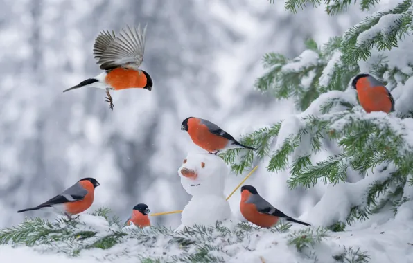 Winter, snow, spruce, snowman, bullfinches