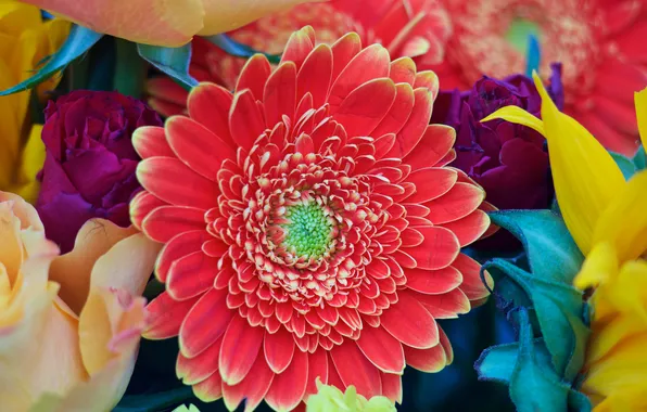 Flowers, nature, carpet, texture, petals