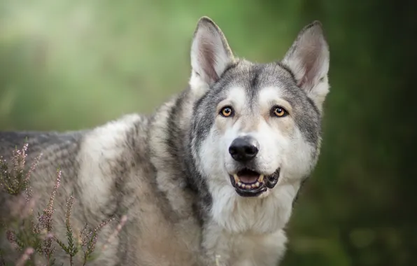 Picture look, face, background, Heather, Czechoslovakian, Wolfdog, The Czechoslovakian Wolfdog, volkosob