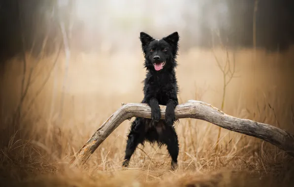 Language, dog, black, Curly