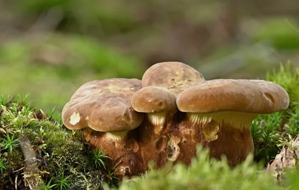 Moss, beauty, beauty, blurred background, moss, blurred background, white mushrooms, the gifts of nature