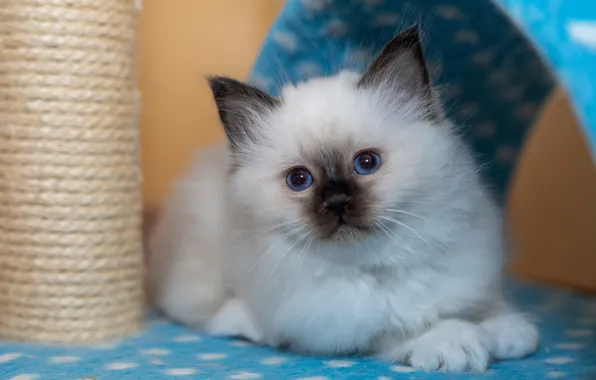 Cat, look, pose, kitty, portrait, fabric, lies, blue eyes