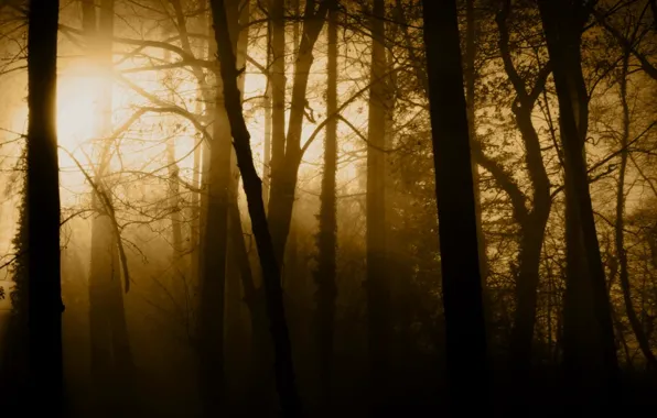 Forest, rays, light, trees, nature, fog, trunks