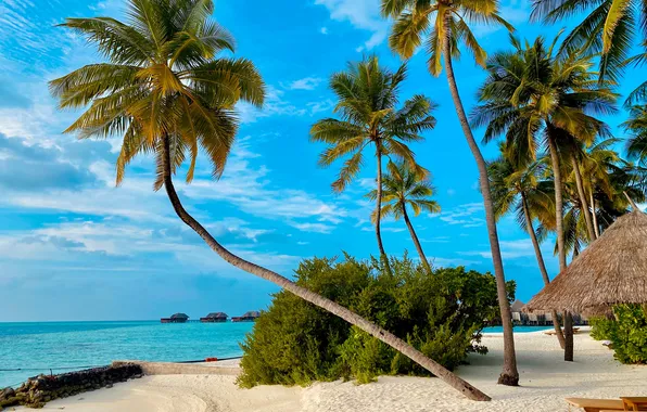 Sea, beach, the sky, palm trees, the ocean