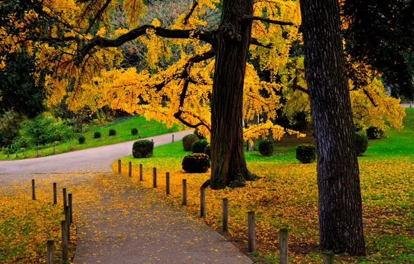 Road, autumn, forest, leaves, trees, nature, Park, colors