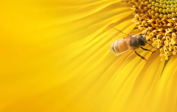 Macro, nature, sunflower