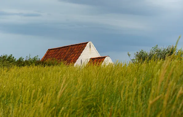 Field, the sky, grass, clouds, house, meadow, space, house