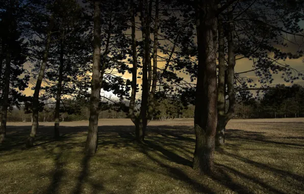 Forest, light, trees, branches, nature, Park, trunks, glade