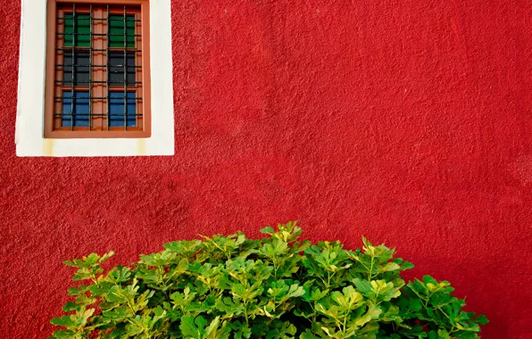 Picture greens, wall, Bush, window, red