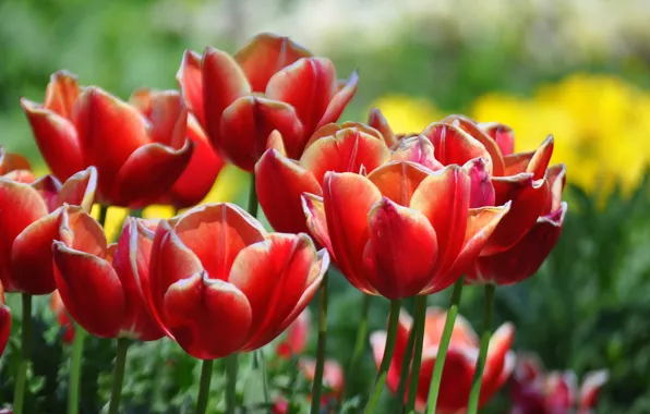 Picture flowers, red, spring, tulips, buds, flowerbed, bokeh