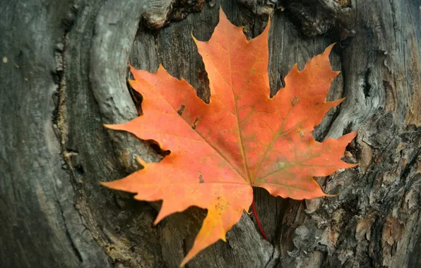 Autumn, orange, sheet, maple, bark, Vasil Anders