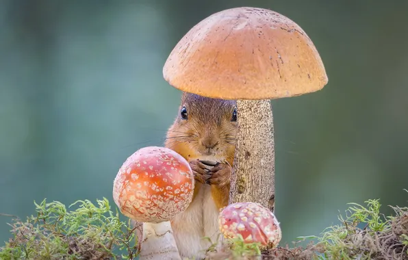 Nature, mushroom, protein