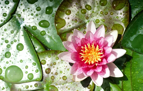 Picture drops, flowers, Lily