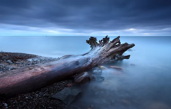 Picture roots, fog, stones, tree