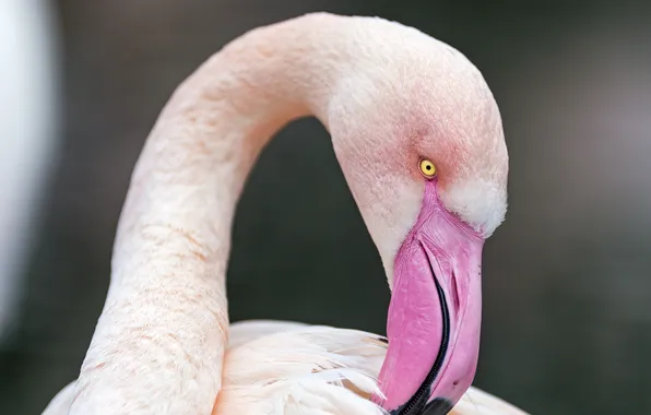 Bird, profile, Flamingo, ©Tambako The Jaguar