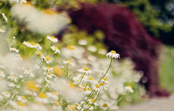 Picture summer, macro, flowers, nature, chamomile, blur, bokeh