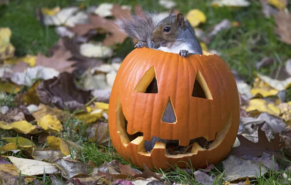 Autumn, glade, foliage, protein, pumpkin, Halloween, Halloween, grey