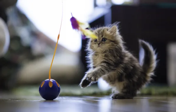 Picture house, toy, ball, feathers, fluffy, floor, Daisy, Ben Torode