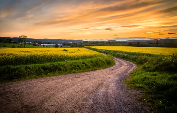 Road, field, grass, sunset, horizon
