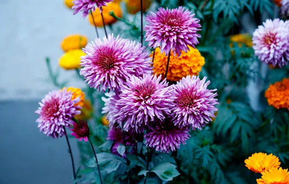 Flowers, garden, pink, orange, flowerbed, lilac, bokeh, marigolds