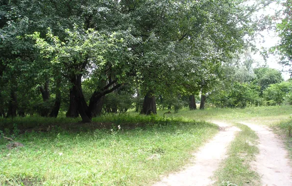 Road, summer, path, Kuban, Willow