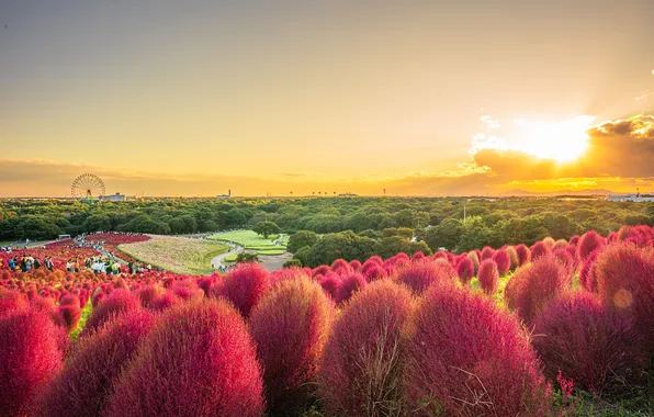 Field, the sky, people, Asia, shrubs, tourists, kohiya