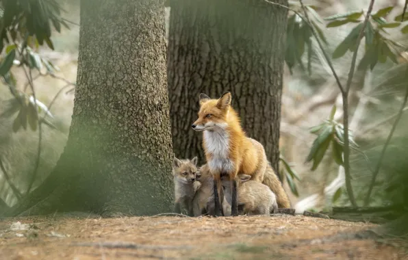 Forest, trees, branches, Fox, Fox, mother, cubs