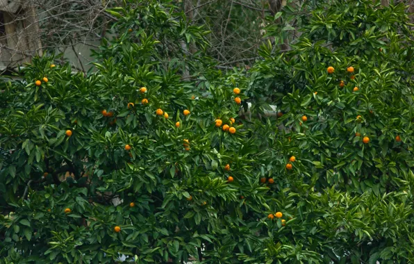 Winter, tangerines, Sochi
