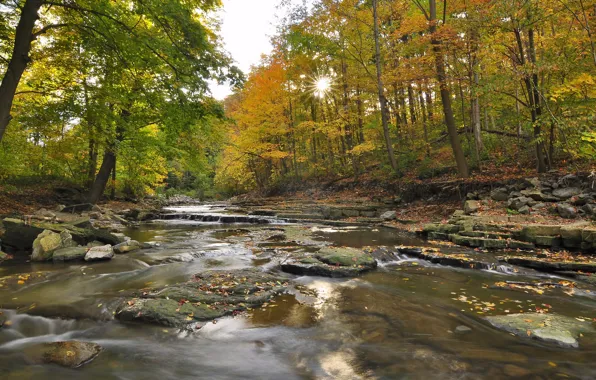 Picture autumn, forest, the sky, trees, river, stones