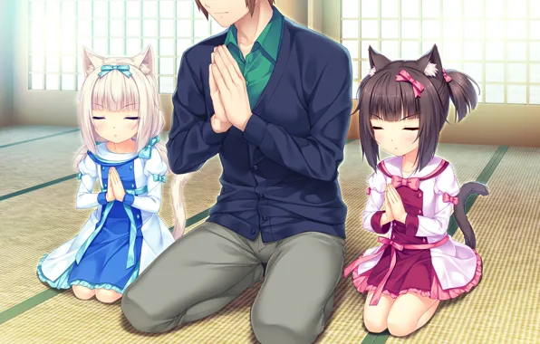 Girls, guy, Nekopara