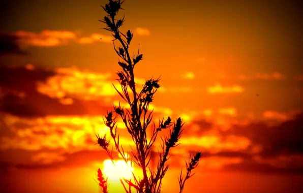 Picture the sky, the sun, sunset, Logins, Wormwood