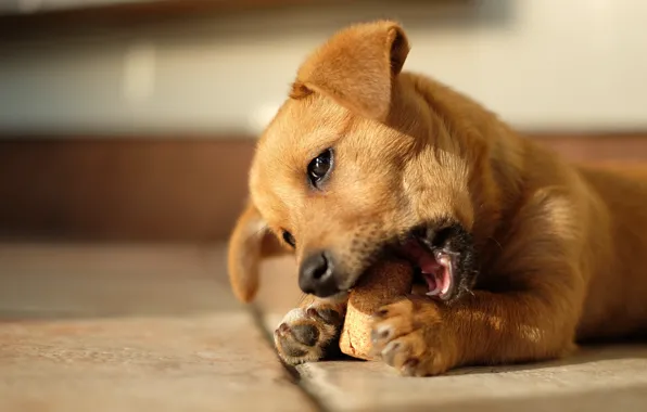 Light, pose, dog, baby, red, floor, puppy, tube