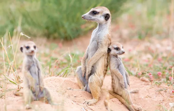 Nature, background, Meerkats