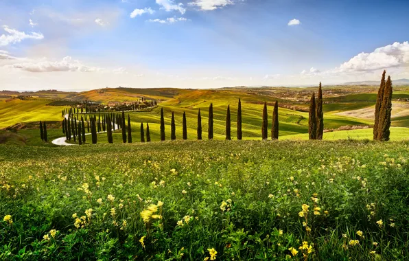 Hills, field, Italy, cypress, Tuscany