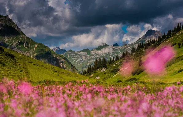 Field, flowers, mountains, the slopes, meadow, bokeh