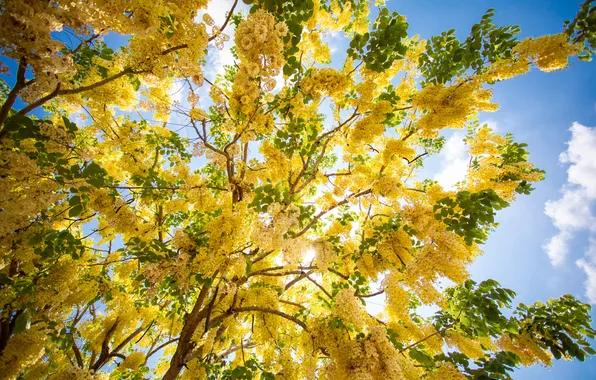 The sky, clouds, flowers, branches, tree, spring, yellow, flowering