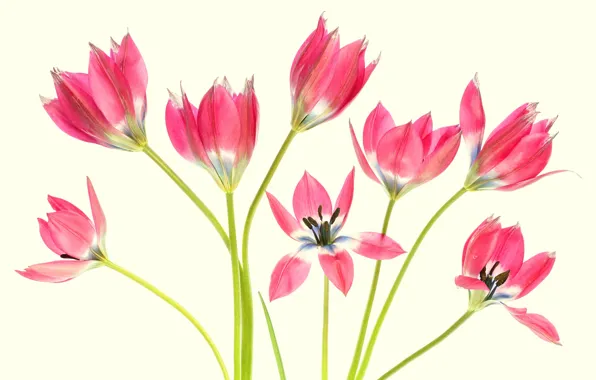 Picture background, stems, tulips, Tulips