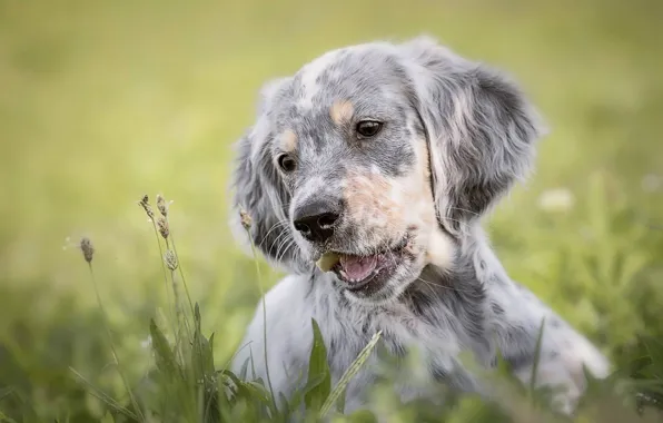 Picture grass, dog, puppy, face, The English setter