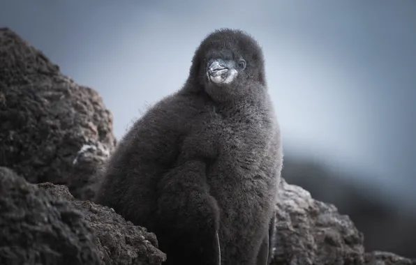 The sky, stones, fluff, chick, Antarctic Penguins