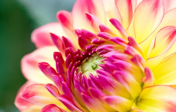 Macro, petals, Bud, flowering, Dahlia