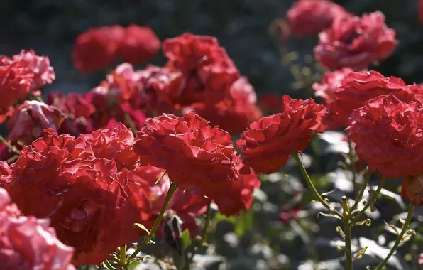 Picture light, flowers, glare, stems, roses, petals, red, Sunny