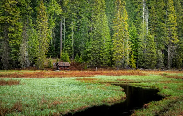 Picture forest, trees, stream, swamp, spruce, house, watch
