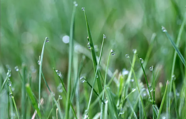 Picture grass, drops, Rosa, blur, linear leaves